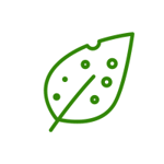 leaf-disease-icon